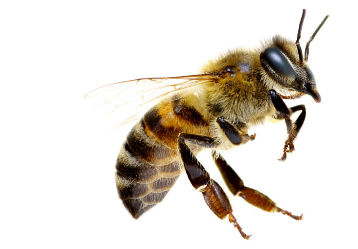 grande-abeille-719x500